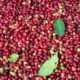 Spain Coffee Fair trade +256790560642 Arabica Robusta coffee exports USA Italy Germany